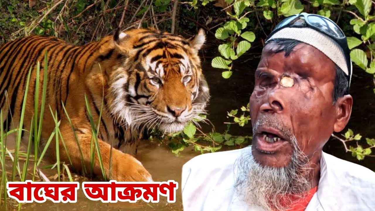 বাঘের সাথে ভয়ঙ্কর লড়াই করে বেঁচে ফেরার লোমহর্ষক ঘটনা । Sundarban Tiger Attacks । বাঘে মানুষে লড়াই