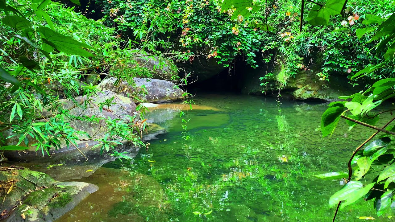Relax in the Gentle Melody of Green Forest, Gentle Stream and Chirping Forest Birds, Forest Harmony