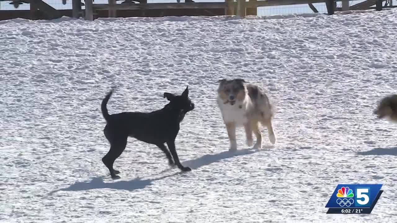 Dog owners, Monkey Do ready for return of frigid temperatures