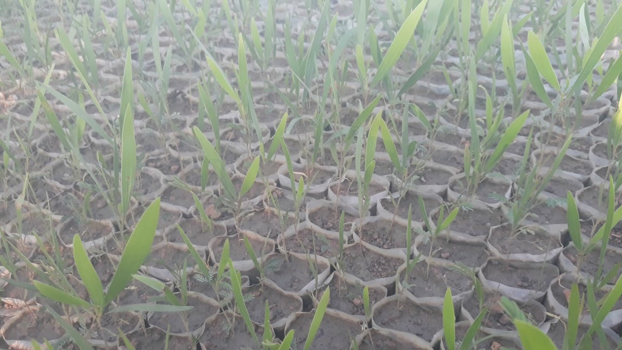 cây keo lai ( qui trình nhân giống keo lai) 0942442307