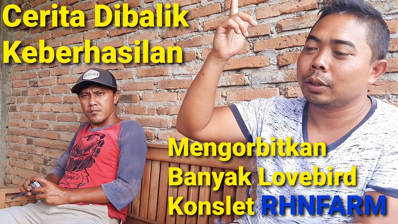 Keberhasilan Priyo / Gendub RHNFARM Mengorbitkan Banyak Lovebird Konslet
