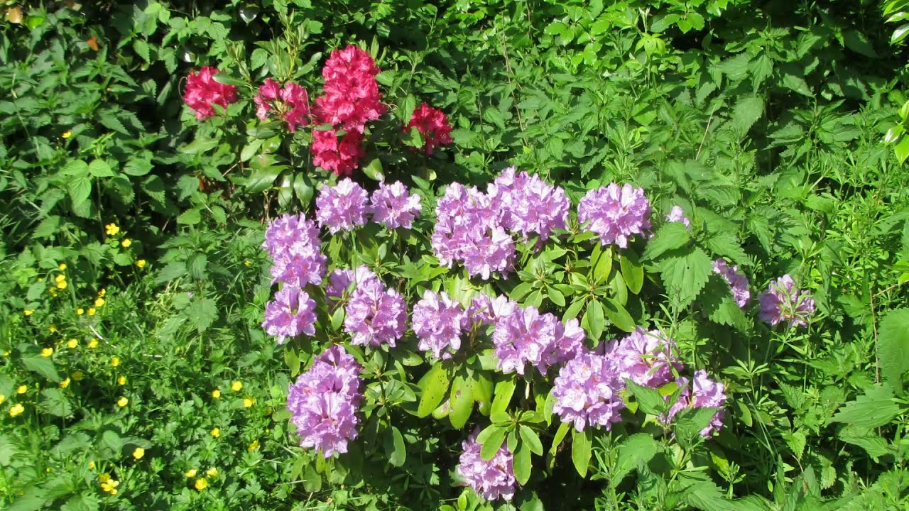 Rhododendronblüte im Kammerbusch
