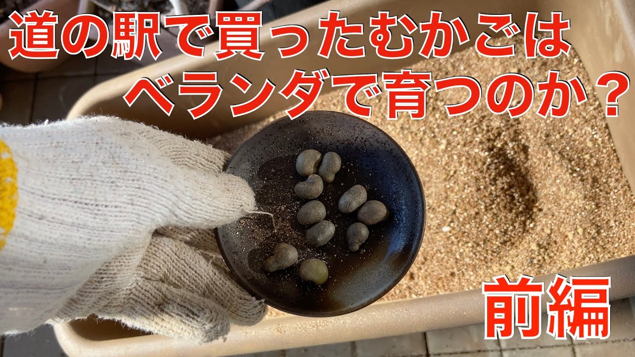 【ベランダ菜園】道の駅で買ったむかごはベランダで育つのか？