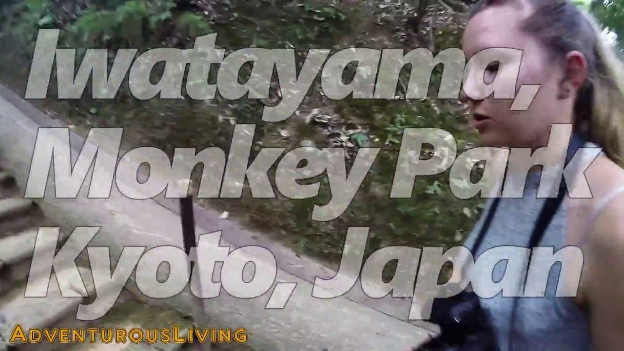 Iwatayama Monkey park, Kyoto, Japan