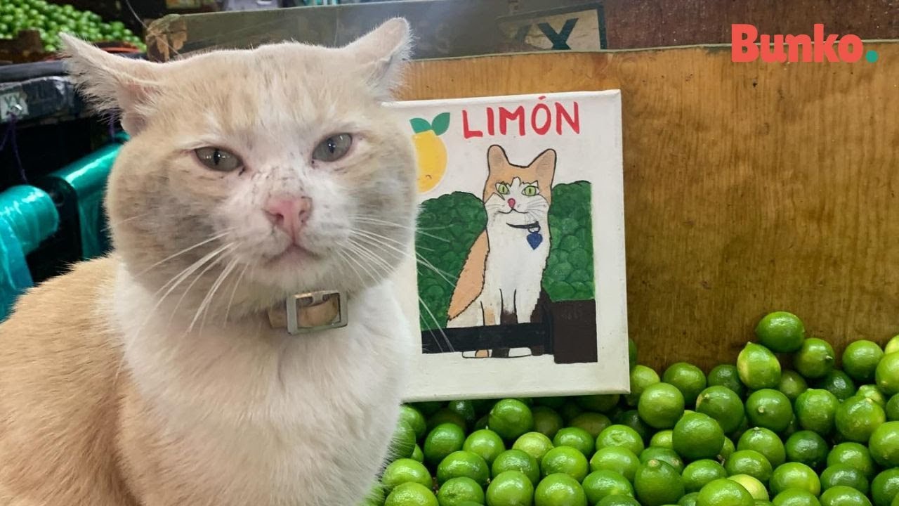 Lim&oacute;n, el gatito adoptado que tiene su propio negocio en la central de abasto en M&eacute;xico🐈💚🍋