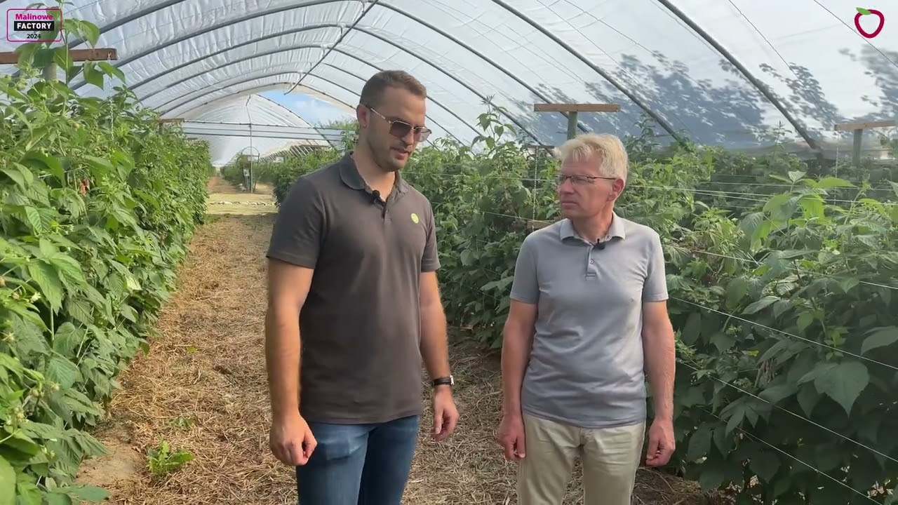 Korzyści z zastosowania jodu w uprawie malin