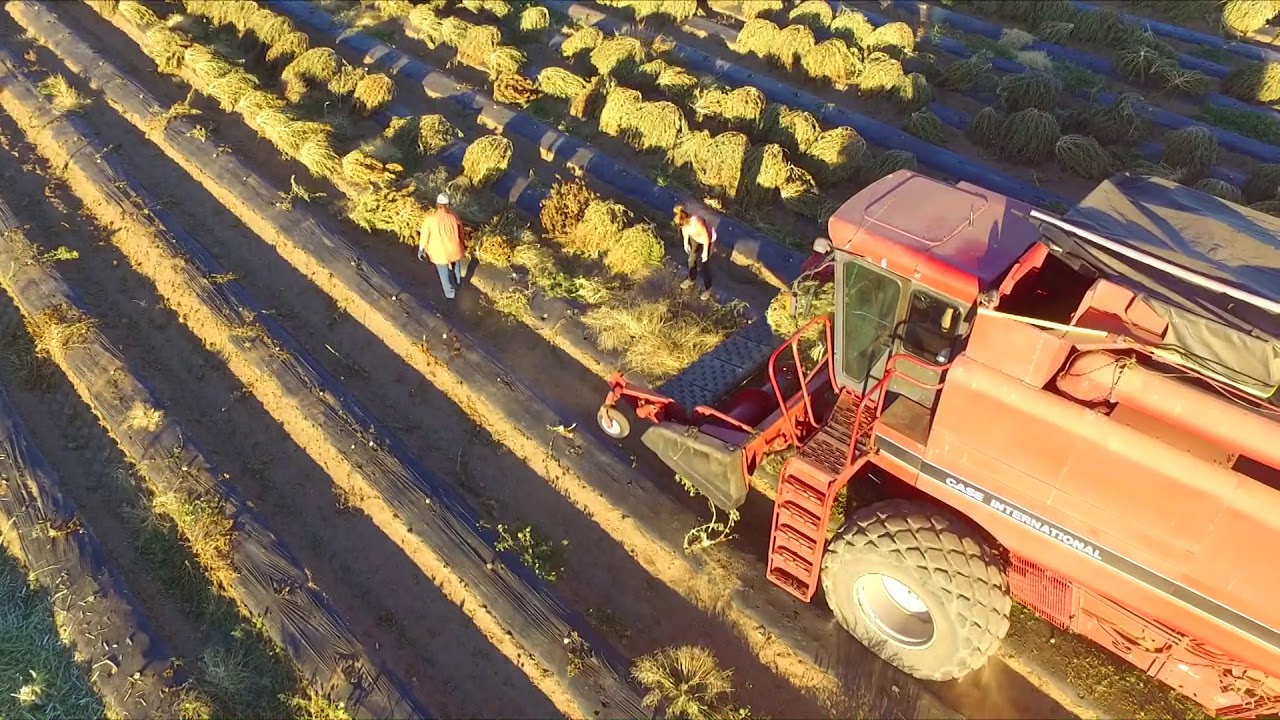 Bend Tumalo Oregon Hemp Harvest 2018