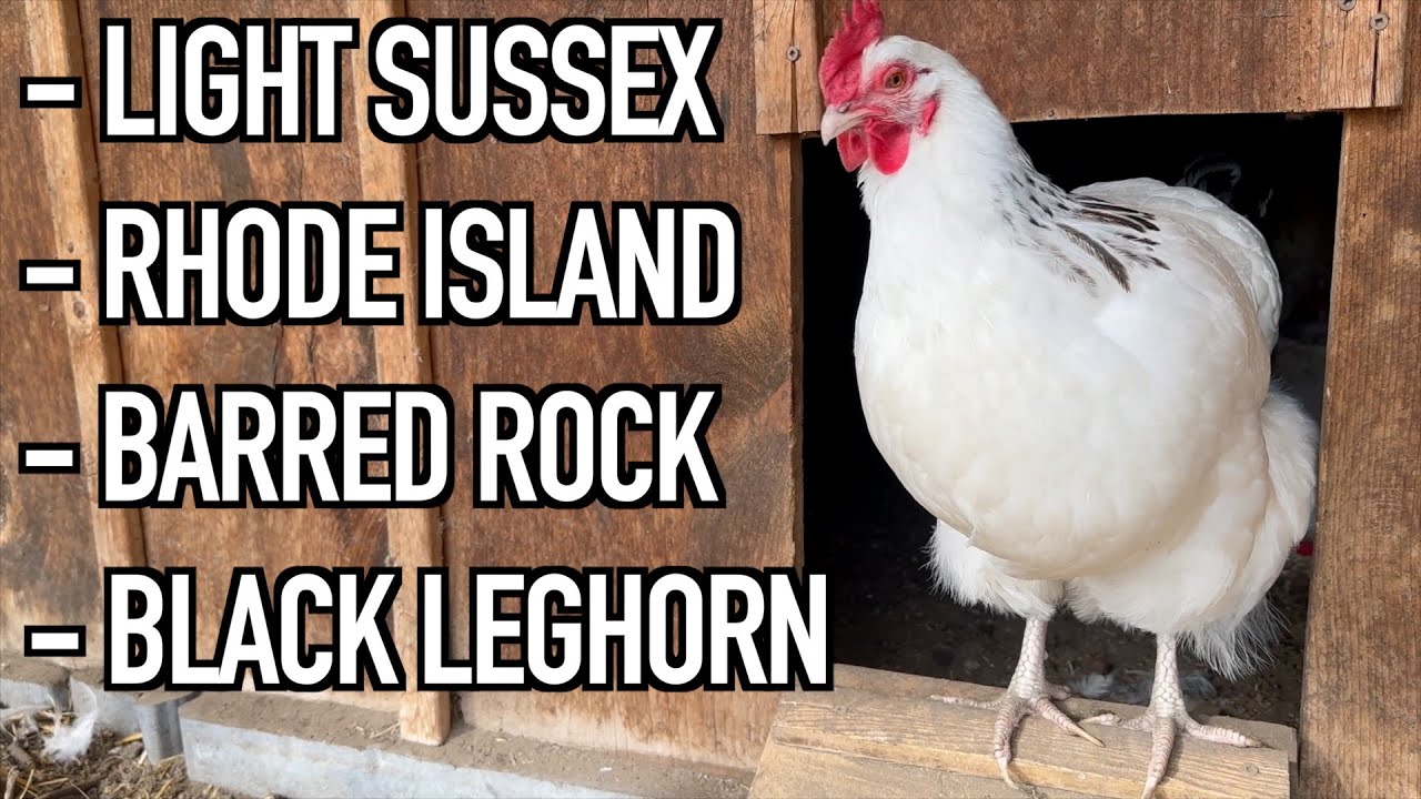 Raising Chickens: Spotlight On 4 Chicken Breeds
