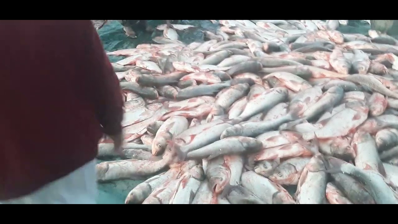 Kohat dam fishing..