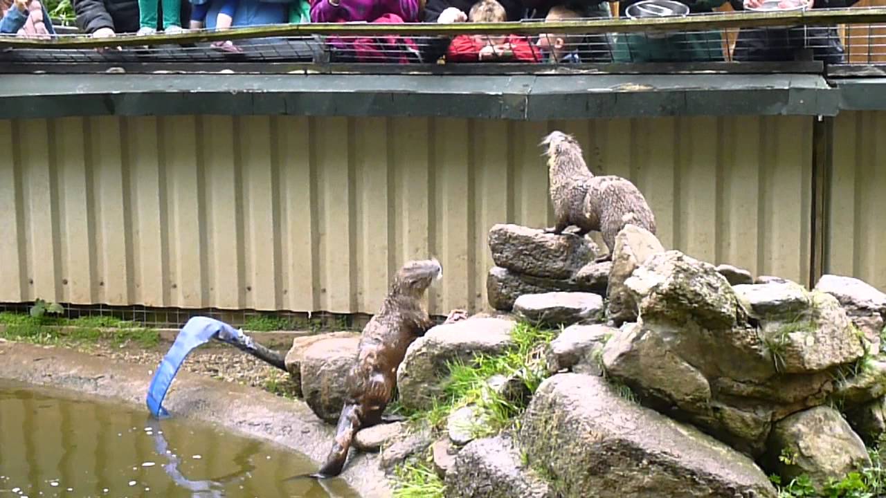 Feeding North American otters at Buckfastleigh Otter Sanctuary