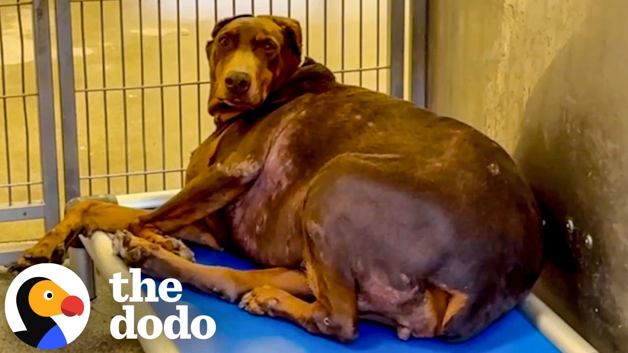 44-килограммовый доберман получает второй шанс на жизнь | The Dodo