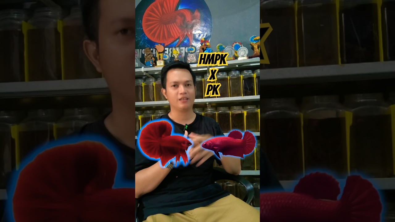 HMPK DI KAWININ DENGAN PK ANAKNYA JADI APA? #ikan #cupang #shortvideo #cupanghias #short