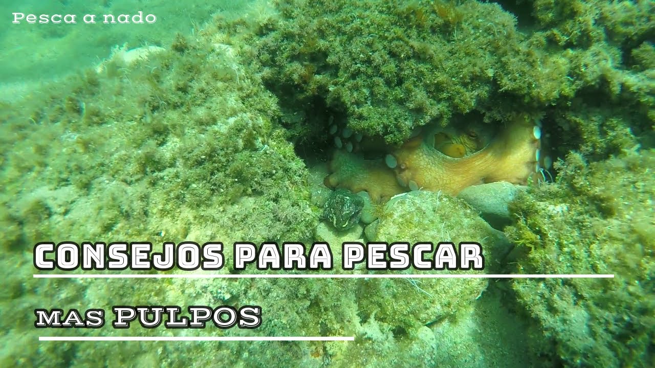 Pesca Submarina Consejos para pescar MAS Pulpos