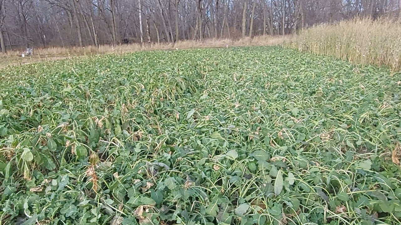 overlooked brassica tips