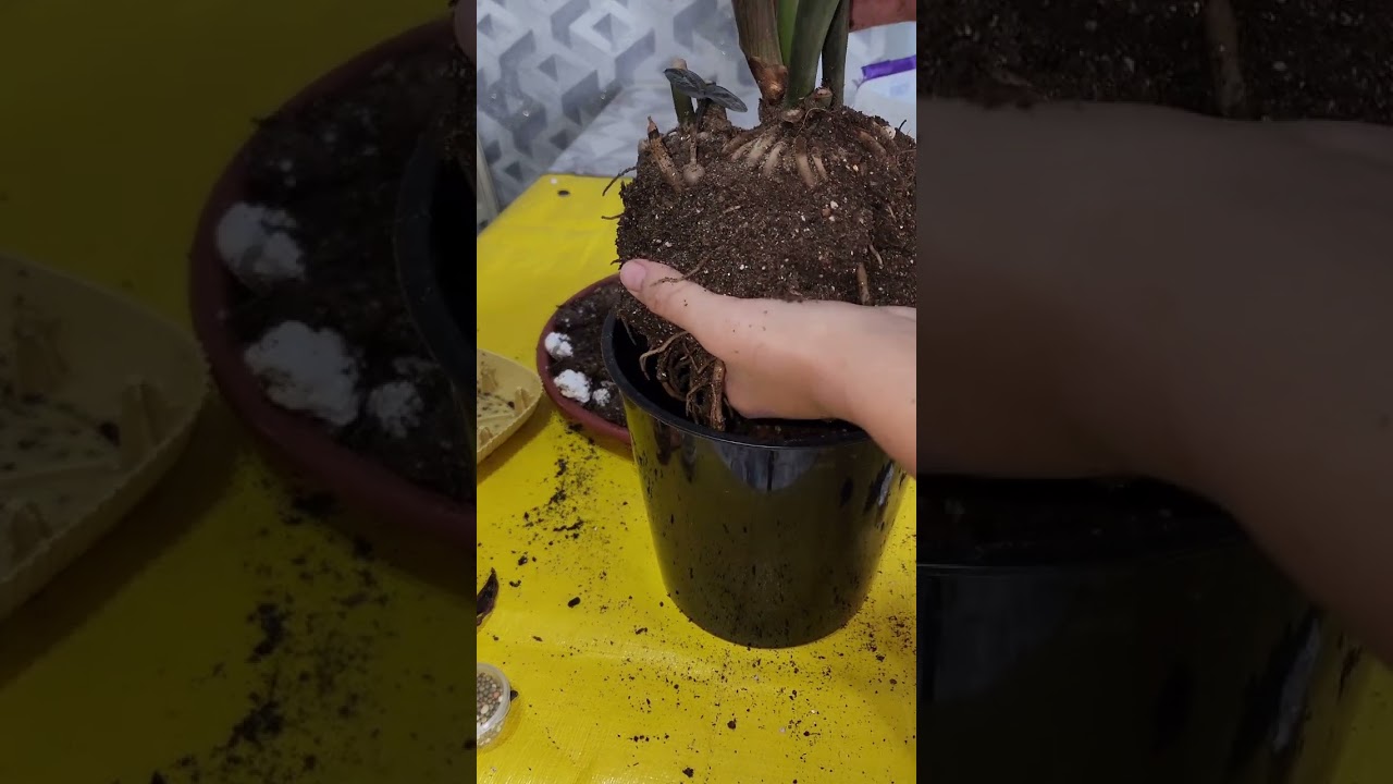 N⁰-287. Кора замиакулкась гулимни тувагини алмаштирдим.🥰🥰🥰
