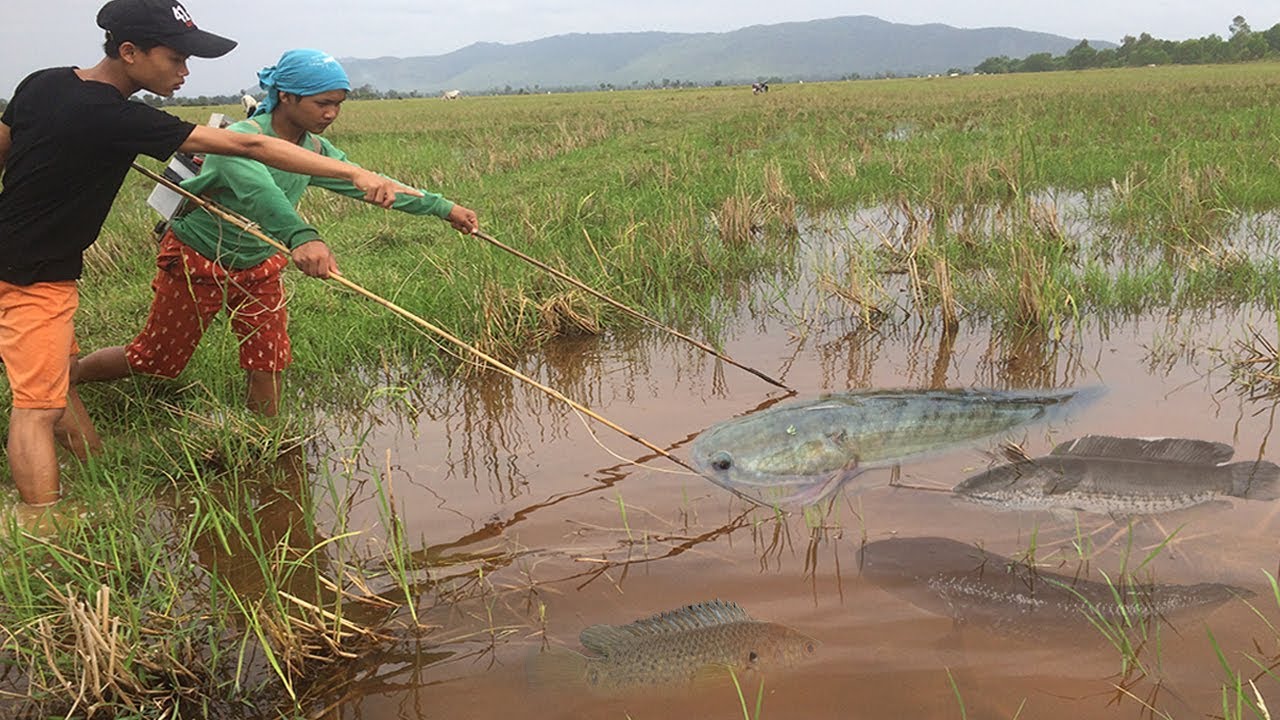 Wow! Two brothers Electricity Fishing UNDERWATER To Catch Fish - How To Catch Fish in Cambodia