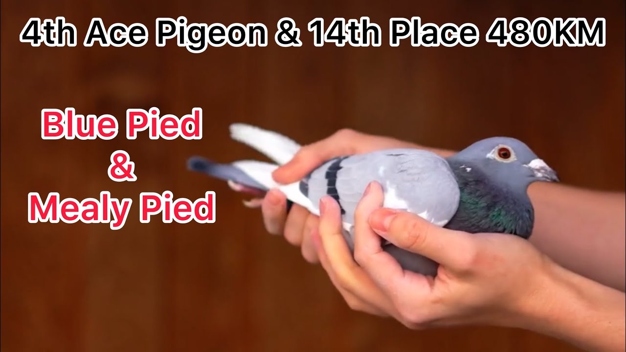 Two Super one Loft Played Racing Pigeons 2025