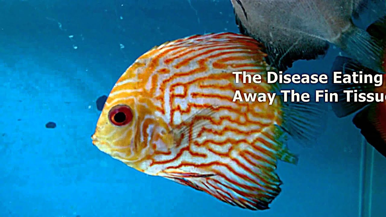 Fin Rot And Tail Rot Disease -- Identification And Treatment