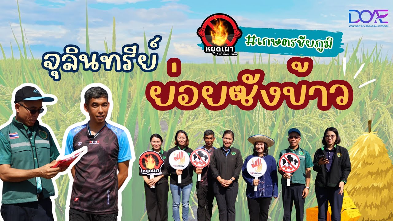 เกษตรก้าวหน้า 4 การใช้จุลินทรีย์ย่อยตอซังข้าว By เกษตรชัยภูมิ