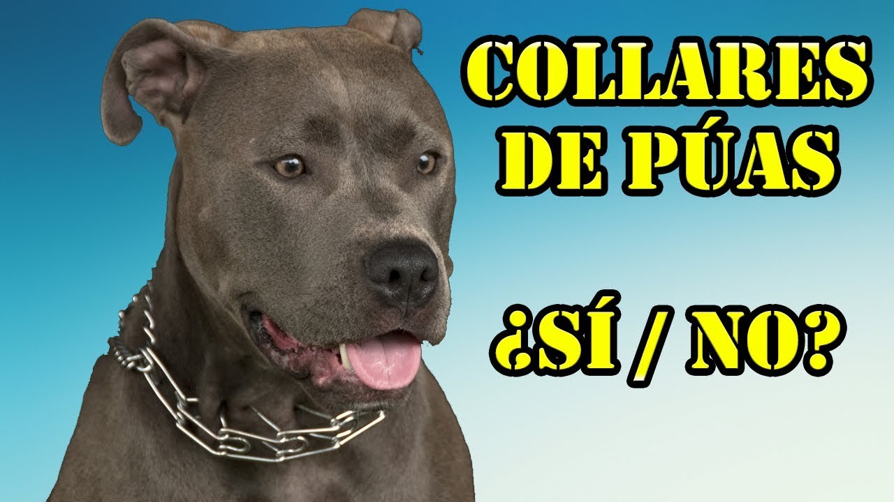 Aprende a usar el collar de púas (pinchos) y ahorque de manera profesional