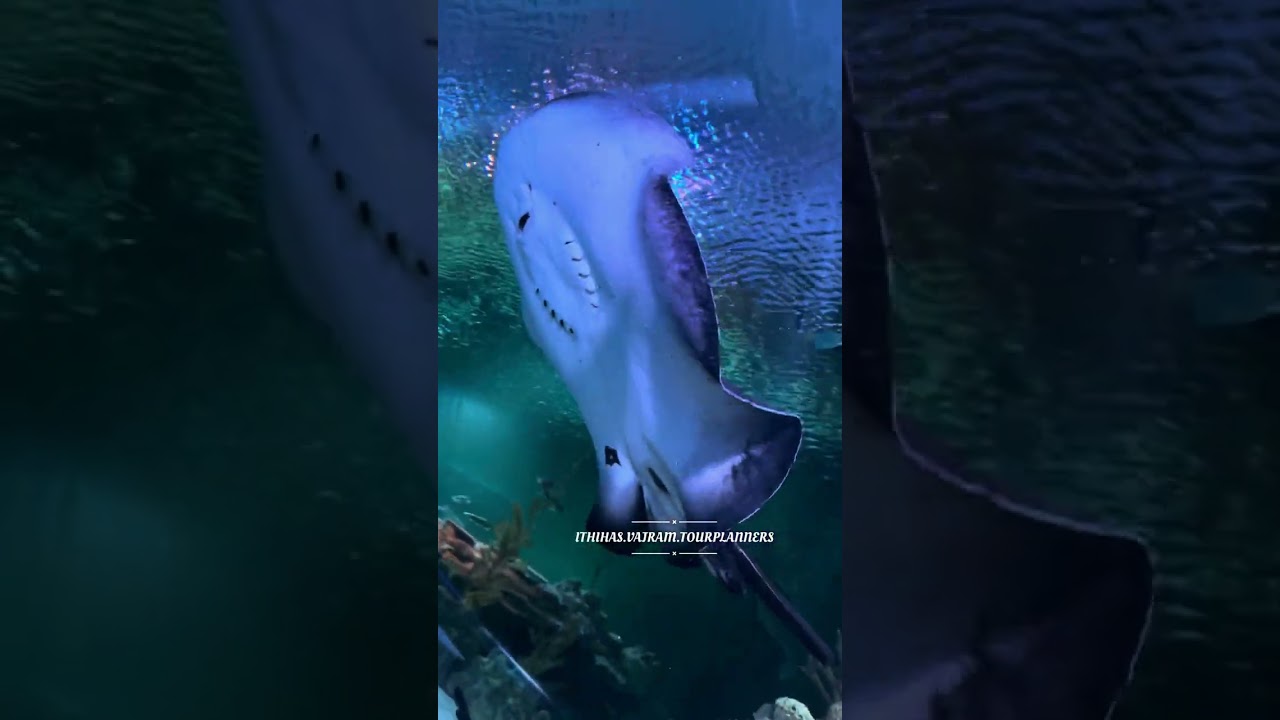KLCC AQUARIUM 