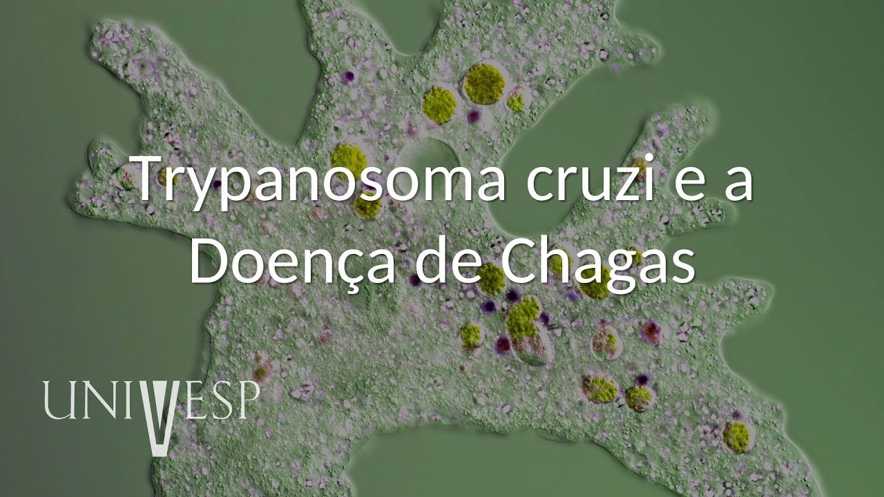 Parasitologia - Aula 06 - Trypanosoma cruzi e a Doença de Chagas