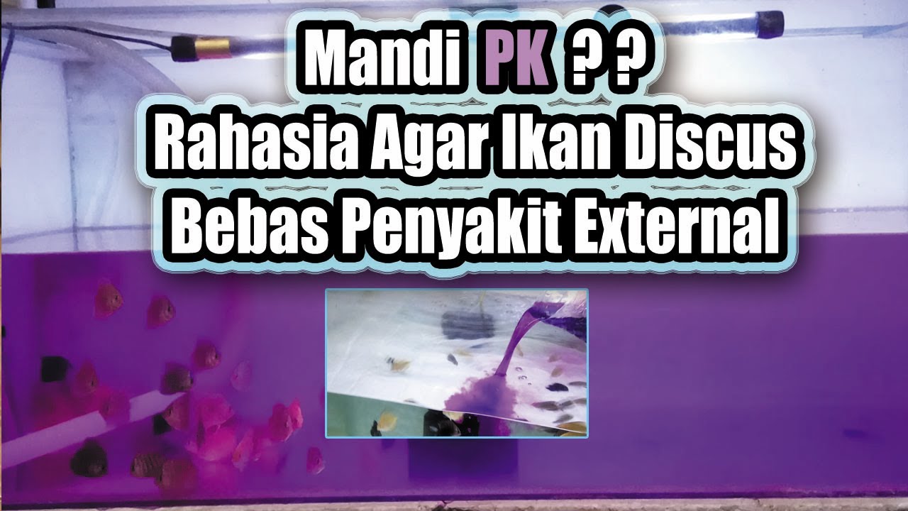 JANGAN SAMPAI SALAH ! Cara Penggunaan PK Pada Ikan Discus