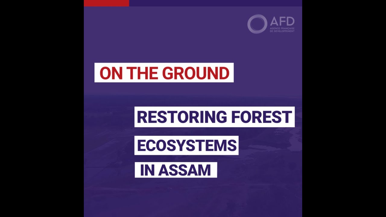 Restoring forest ecosystem in Assam