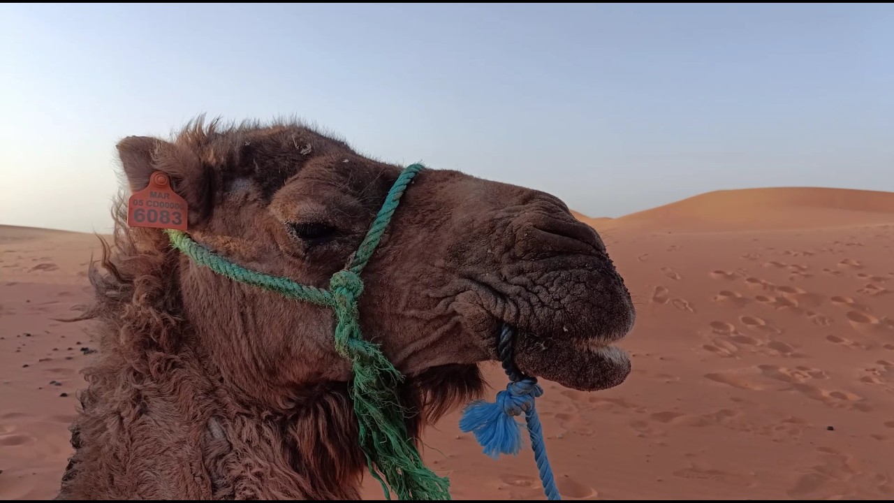 Morocco - Kasbahs & Desert with G Adventures