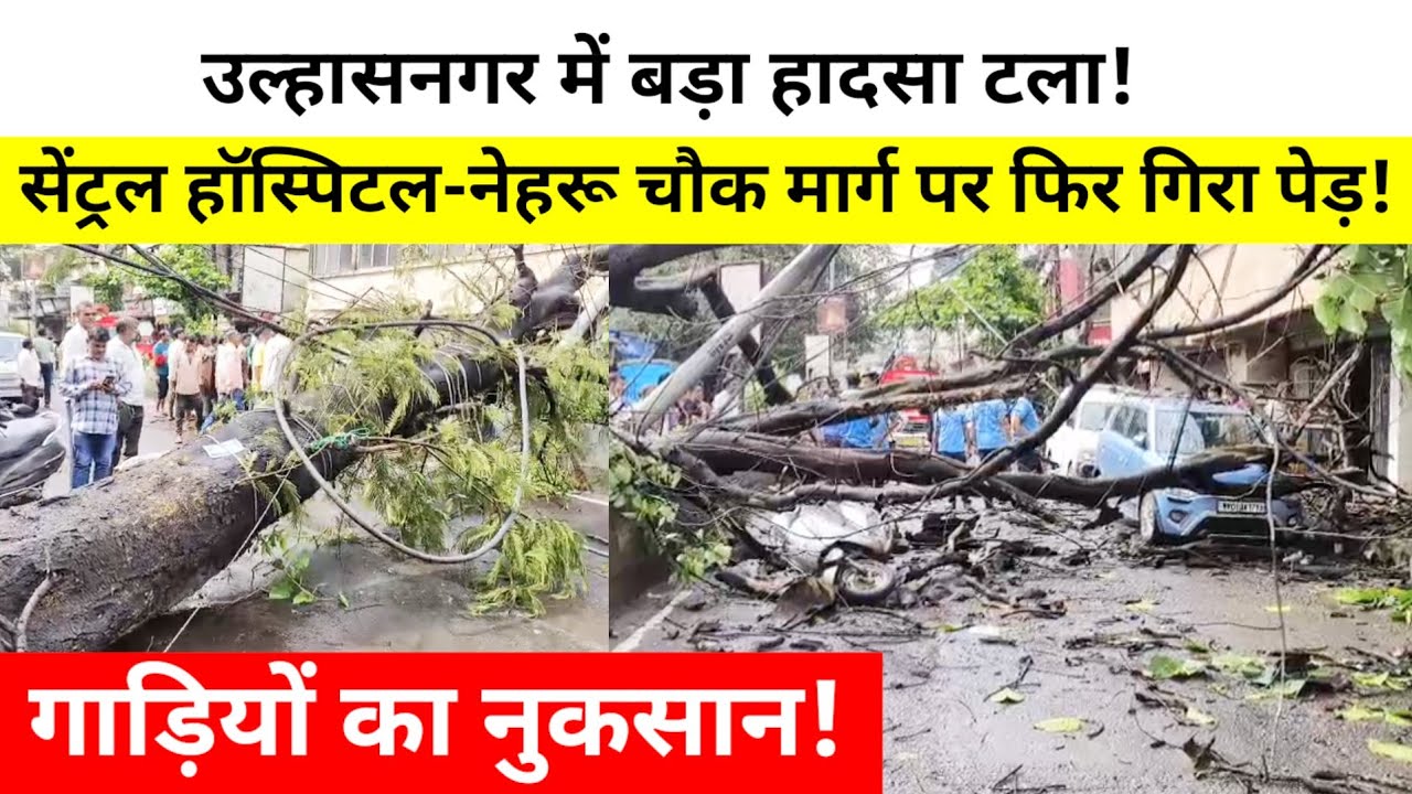 उल्हासनगर; सेंट्रल हॉस्पिटल-नेहरू चौक मार्ग पर फिर गिरा विशाल पेड़! गाड़ियों का नुकसान!