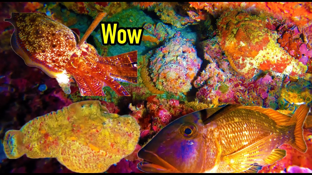 LẶN ĐÊM BẮT GẶP CÁ MẶT QUỶ SIÊU GIÁ TRỊ GÂY CẤN BUỔI LẶN BIỂN BỘI THU HẢI SẢN