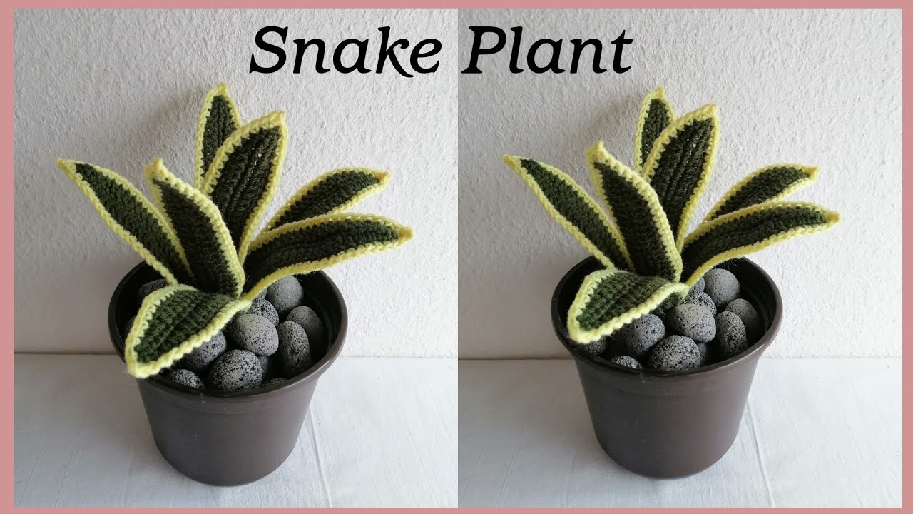 Crochet Snake Plant Different Variety