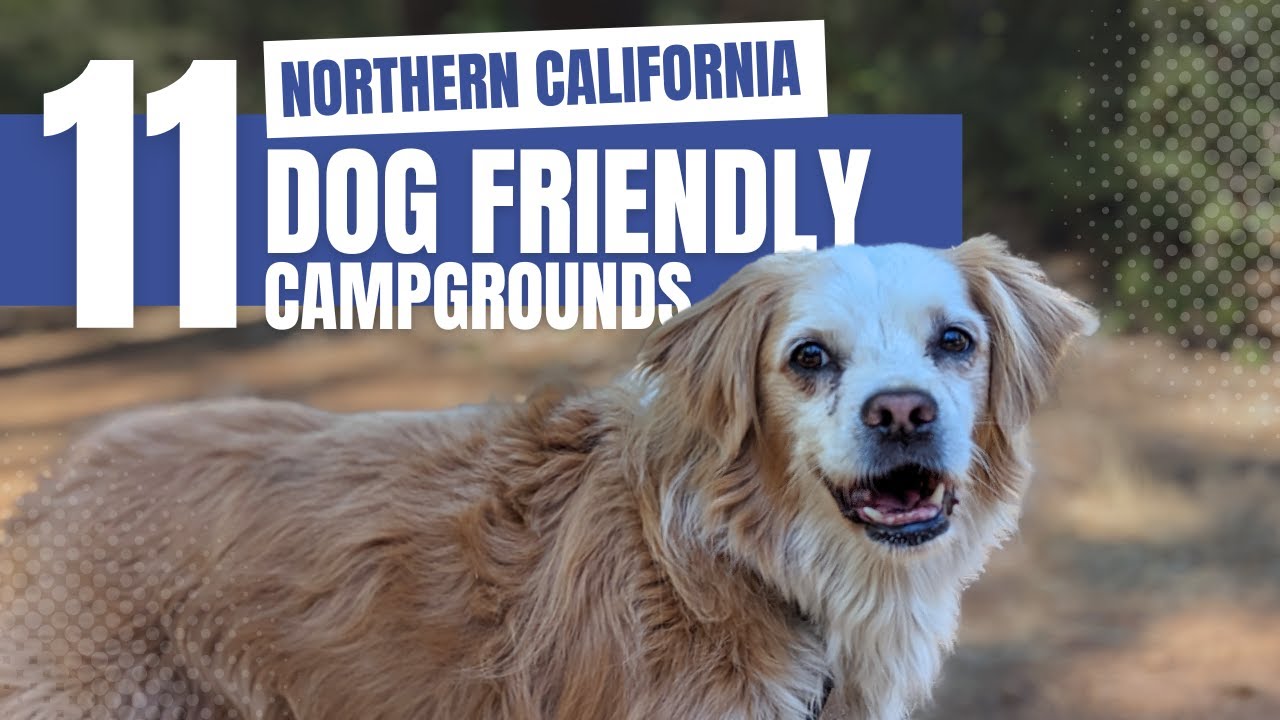 11 Northern California Dog Friendly Campgrounds