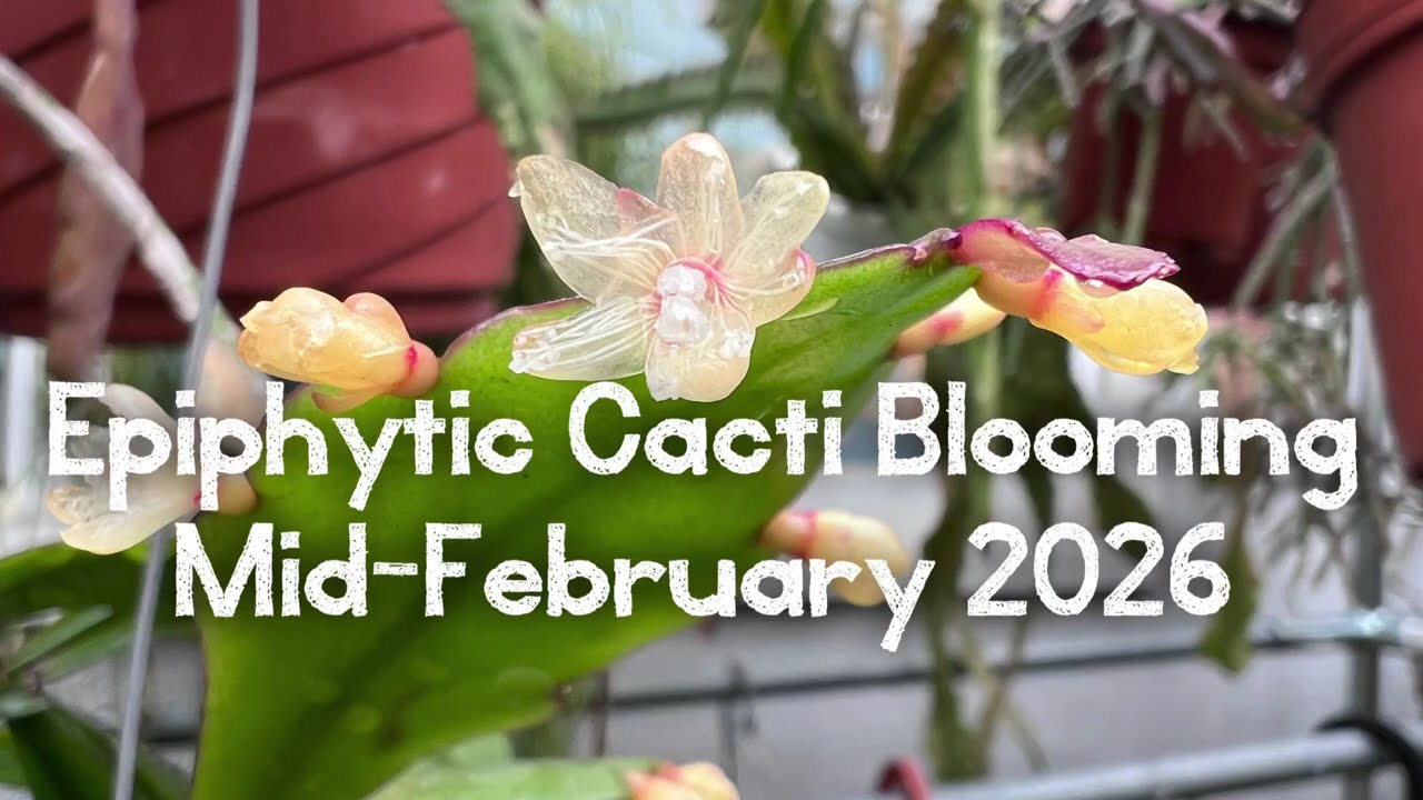 Epiphytic Cacti Blooming Feb 2026