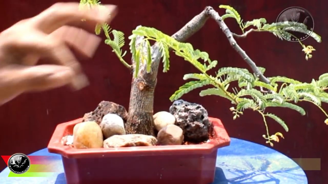 Bonsai Workshop on How to Shape a Wild Tree as Bonsai and Gain Taper Part 2, Be The CREATOR, July'18