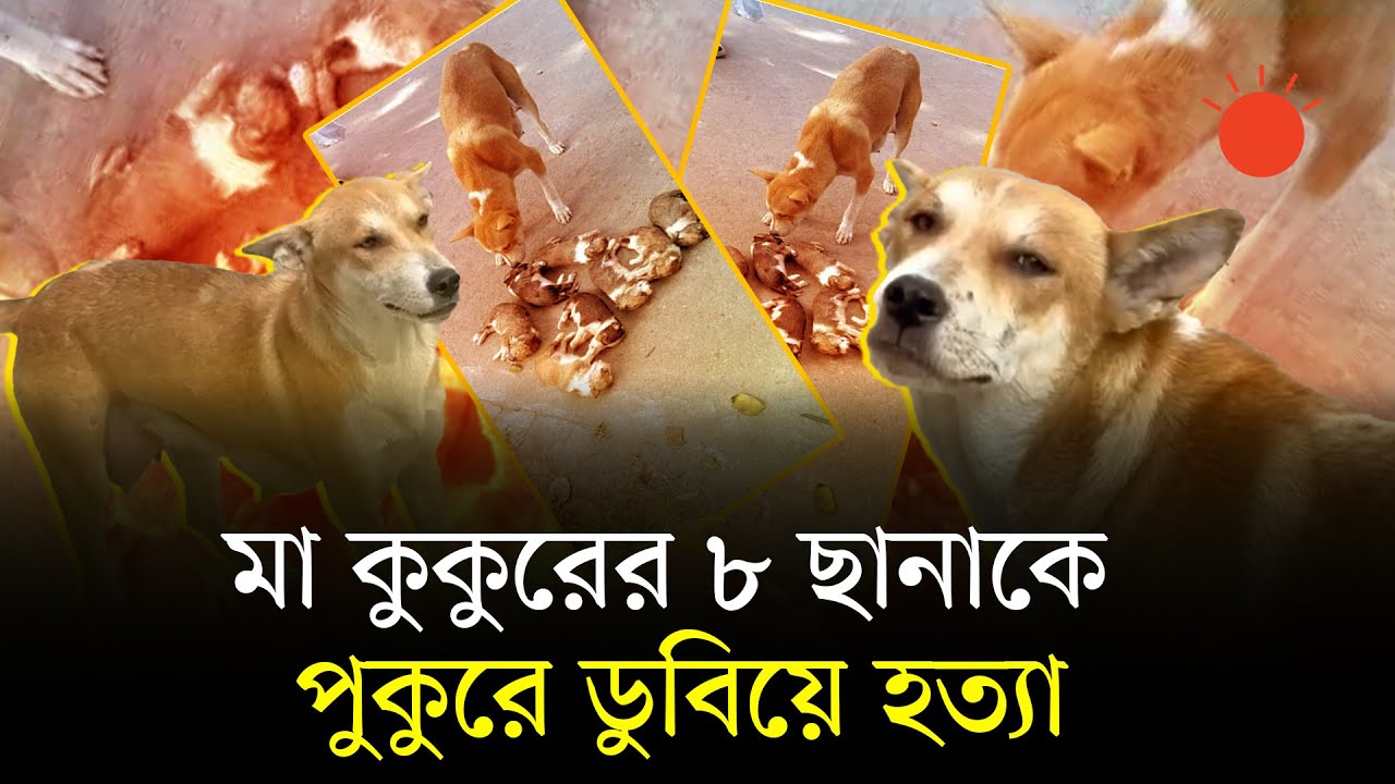 রাতভর মা কুকুরের আহাজারি, সকালে মিলল বস্তাবন্দী আট কুকুরছানার লাশ | Dog | News | Prothom Alo