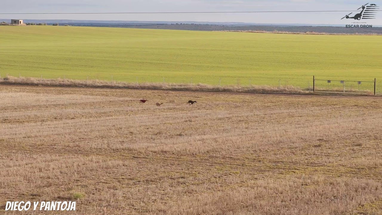 Carreras de galgos en campo. Sociedad Galguera La Garrovilla