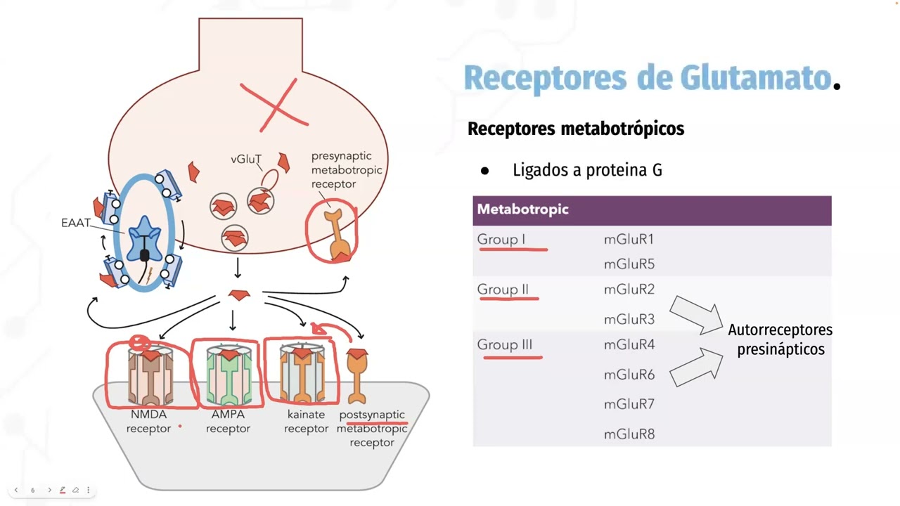 La Hipótesis Glutamatérgica de la Psicosis