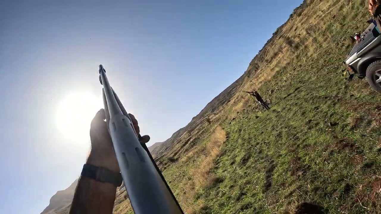 صيد صلنج و مطوق - skylark and chaffinch hunt