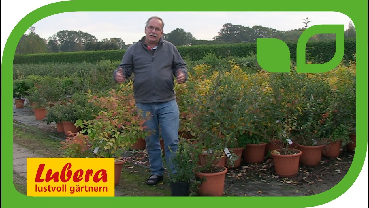 Der Vorteil grosser Pflanzen bei Heidelbeeren