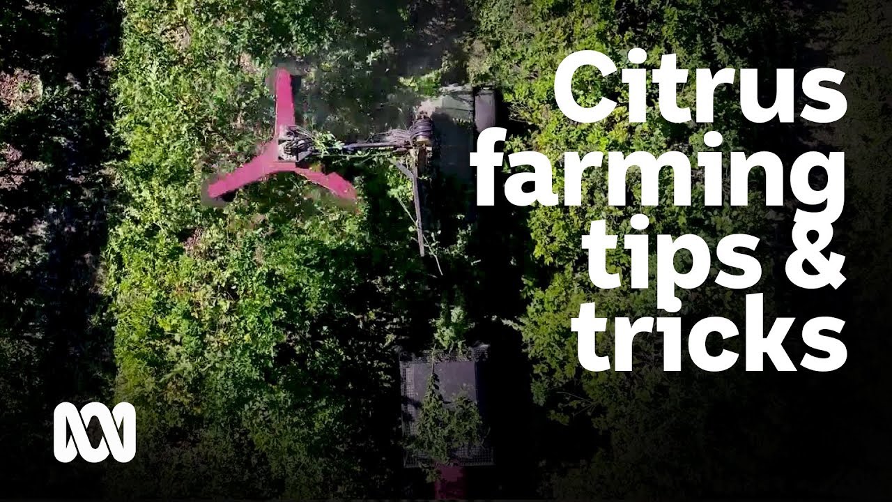 Fourth generation citrus farmer uses new tricks, takes risks to become sweet success 🚜👩‍🌾🍊