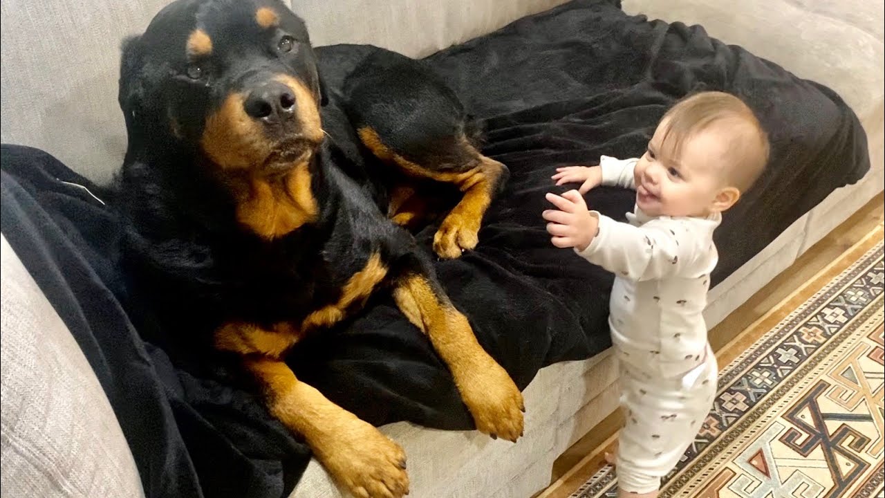 A morning with Rottweiler and Baby |82