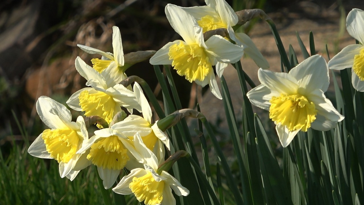 Garden Flowers