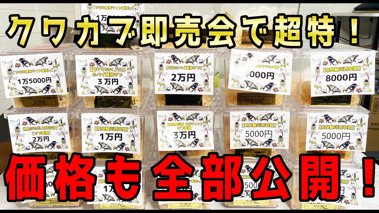 【今回だけです！】日本最大級のクワカブ即売会にビックリするクワカブを超激安で販売【昆虫】
