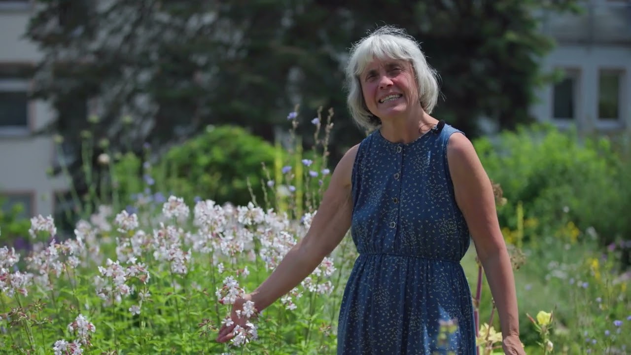 Seifenkraut: Reinige deine Haut und deine Wäsche | Sommer-Kräuter mit Ruth Pfennighaus