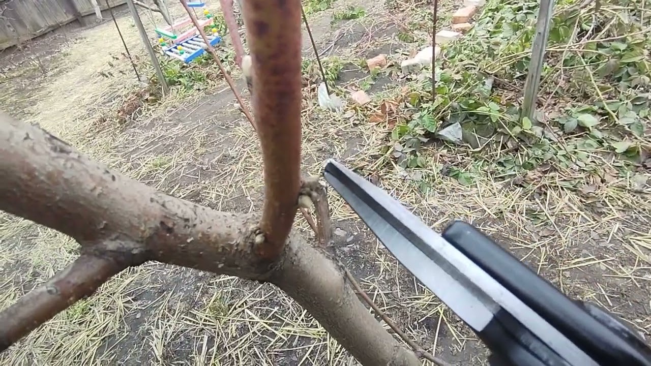 Урок по весенней  обрезке персика.