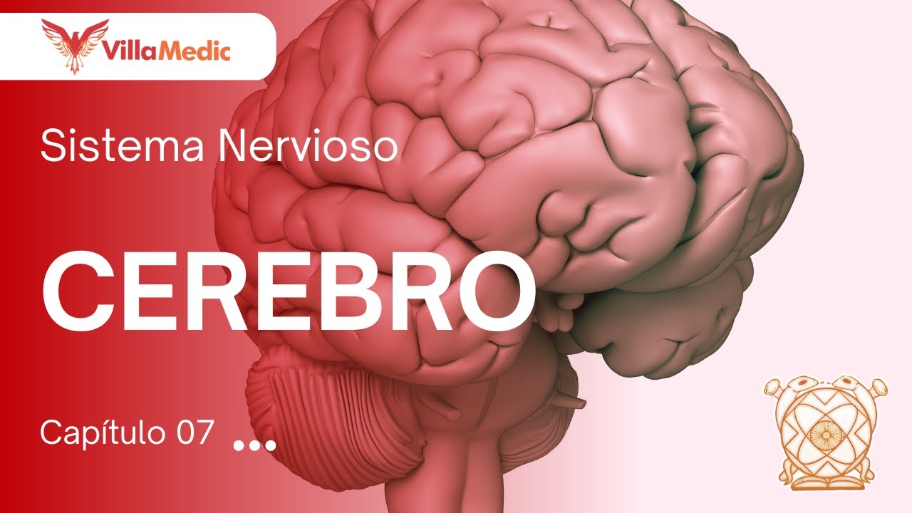 CC.BB. ANATO | Sistema nervioso: Cerebro - VillaMedic