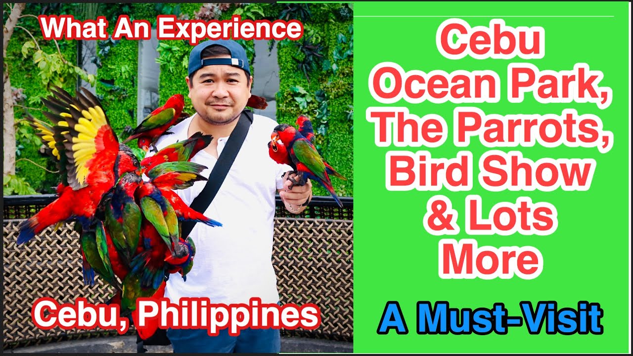 CEBU OCEAN PARK PHILIPPINES / LORIKEET PARROT FEEDING / BIRD SHOW / OCEANARIUM / FAMILY ESCAPADE