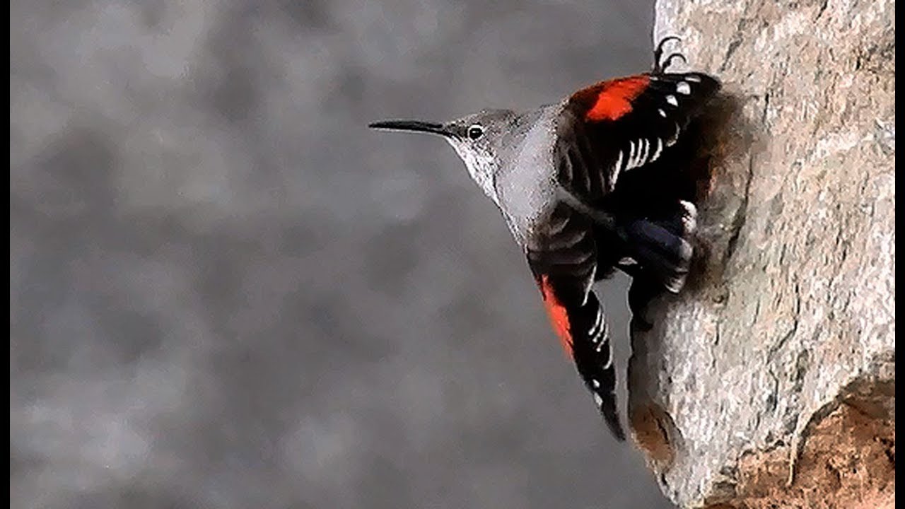 Treparriscos alimentándose (Tichodroma muraria) Pajarina de las nieves - Wallcreeper feeding.