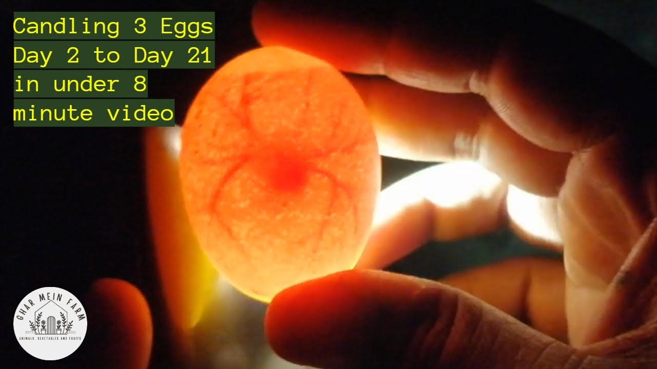 8 minutes video for 3 eggs candled daily for 21 days from formation to hatch
